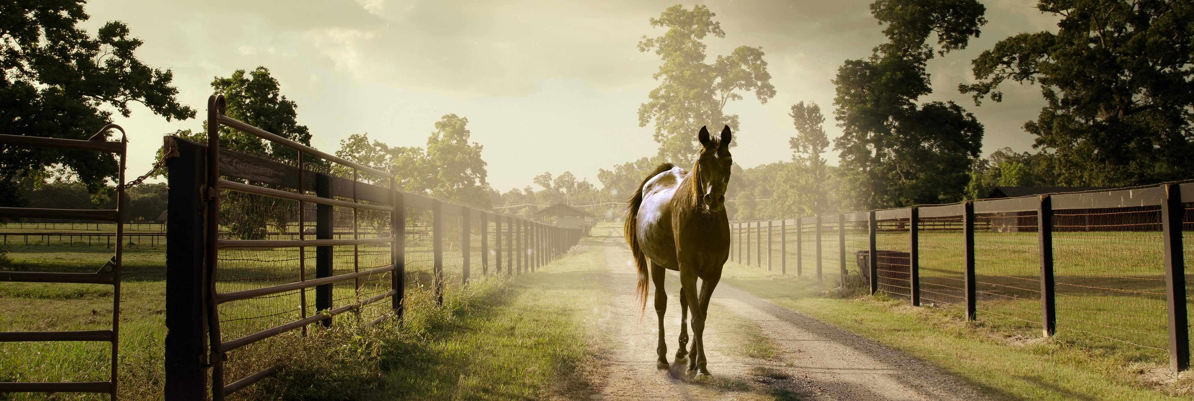 Мобильное приложение Equiwel для превентивной оценки уровня благополучия лошадей