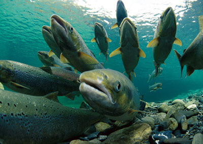 Разработка методов исследования воды на паразитозы лососевых рыб в открытых бассейнах